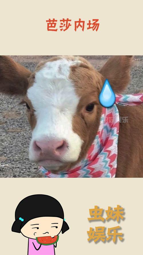 娱乐吃瓜酱的视频